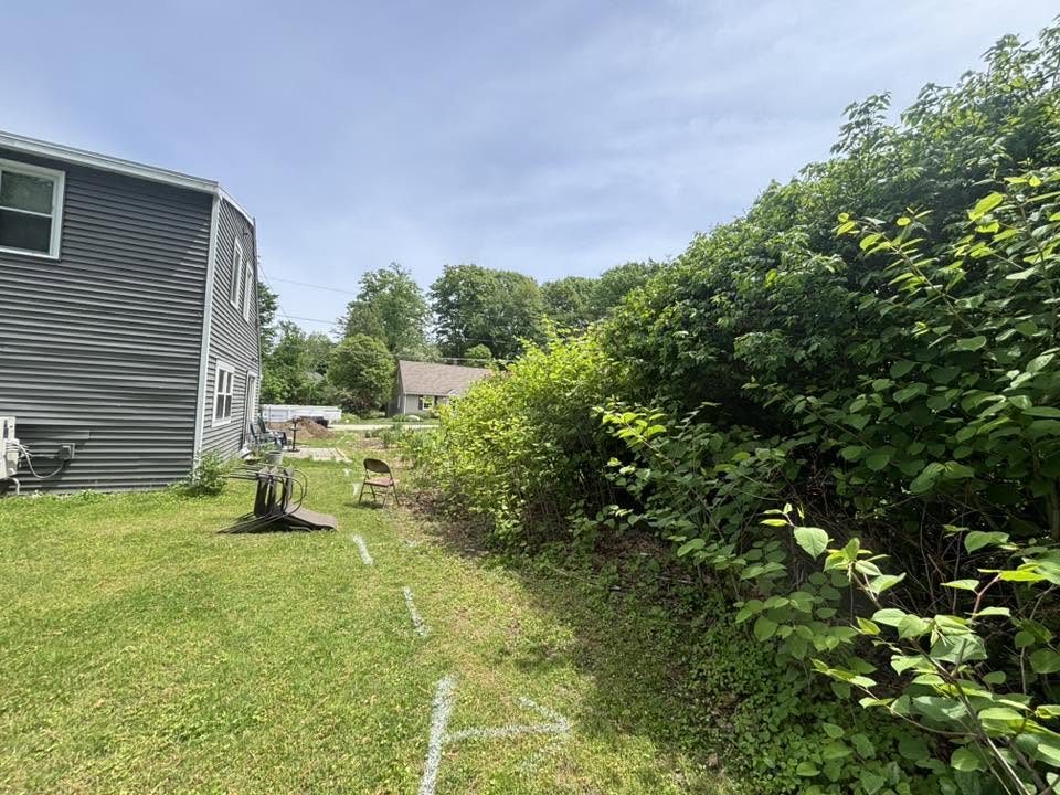 Full scope of knotweed before removal — Auburn, MA